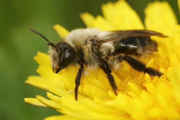 Comment les abeilles charpentières contribuent-elles à la structure des écosystèmes forestiers?