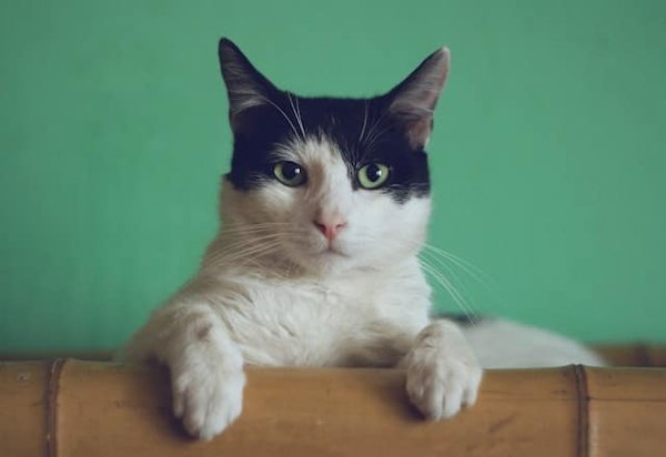 Comment reconnaître les signes d'une affection oculaire chez un chat de race Ragamuffin?