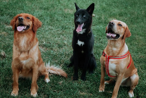 Comment éduquer son chien: astuces pour une relation forte